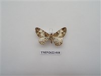 藏品(尺蛾142)的圖片